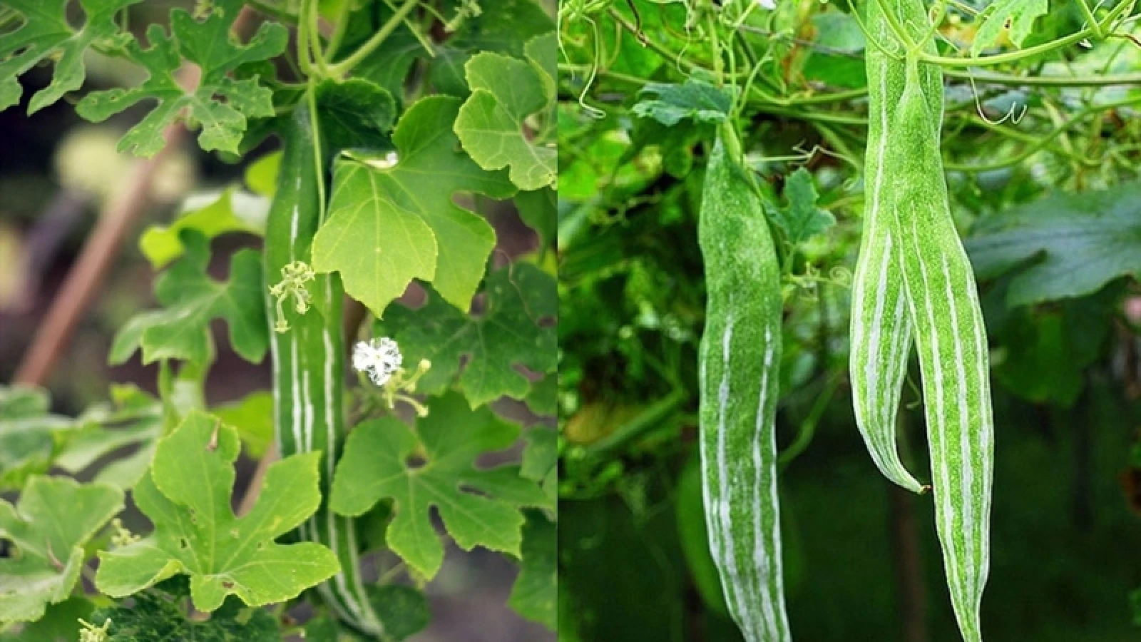 Vị thuốc bổ ăn vào mát tận ruột gan, dưỡng tim, ngừa bệnh vặt